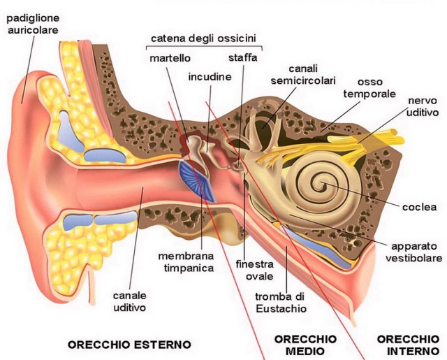 medicina-online-orecchio-otorino-condotto-coclea-cellule-ciliate-timpano-ossicini-martello-incudine-staffa-labirintite-otoliti-acufene-fischio-udire-senso-esterno-medio-interno.jpg